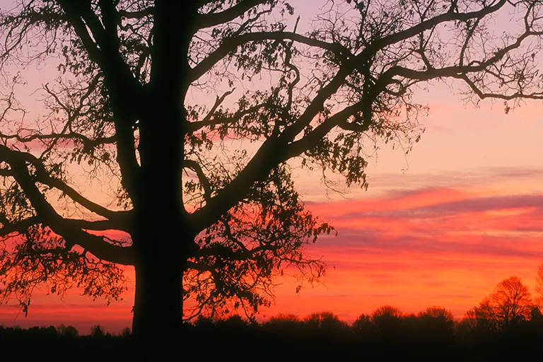 2025 Annual Fall Leaf Pick-Up